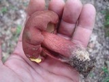 Baorangia bicolor image