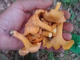 Cantharellus lateritius image