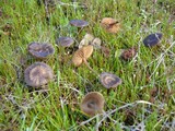 Entoloma sericeum image
