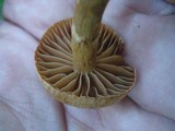 Cortinarius distans image