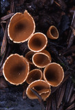 Geopyxis carbonaria image