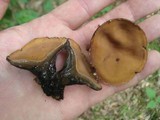 Galiella rufa image