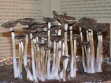 Psilocybe stuntzii image