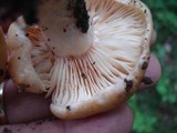 Lactarius affinis image