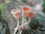 Microstoma floccosum image