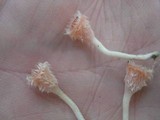 Microstoma floccosum image