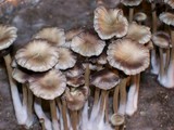 Psilocybe stuntzii image