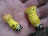 Pulveroboletus ravenelii image