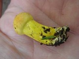 Pulveroboletus ravenelii image