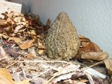 Morchella importuna image