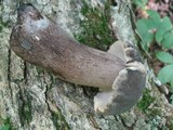 Tylopilus alboater image