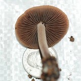 Panaeolus cinctulus image