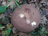 Tylopilus rubrobrunneus image