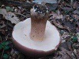 Tylopilus rubrobrunneus image