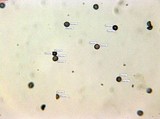 Amaurodon viridis image