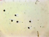Amaurodon viridis image