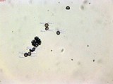 Amaurodon viridis image