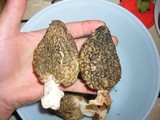 Morchella importuna image