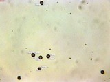 Amaurodon viridis image