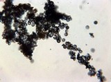 Amaurodon viridis image