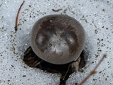 Clitocybe glacialis image