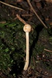 Ophiocordyceps gracilioides image