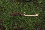 Ophiocordyceps gracilioides image