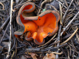 Caloscypha fulgens image