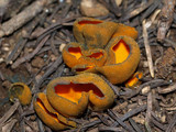 Caloscypha fulgens image