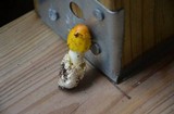 Amanita banningiana image