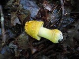 Amanita flavorubens image
