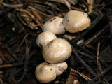 Clitocybe albirhiza image