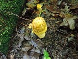 Amanita flavorubens image