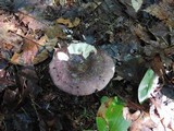 Russula cyanoxantha image