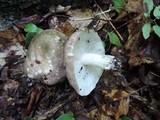 Russula variata image