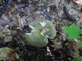 Russula variata image