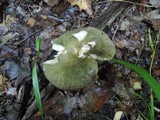Russula variata image