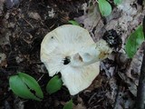 Russula variata image