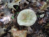 Russula variata image