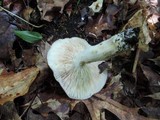 Russula variata image