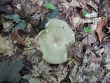Russula variata image