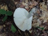 Russula variata image