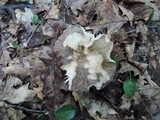 Russula variata image