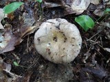Russula variata image