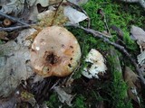 Russula compacta image