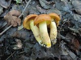Boletus subglabripes image