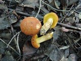 Boletus subglabripes image