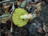 Boletus subglabripes image