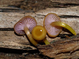 Chromosera cyanophylla image