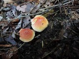 Chalciporus pseudorubinellus image